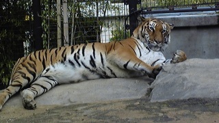 ���Ȃ��ӂ��ӂ�