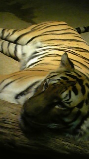 �����Ƃ�Q