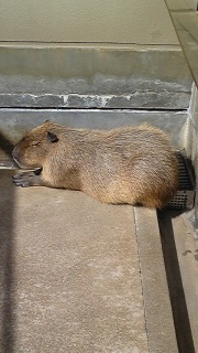 �J�s�o���Q