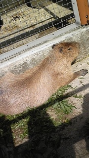 �J�s�o���R