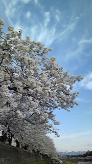 ���������Ԍ��Q