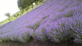 ���x���_�[