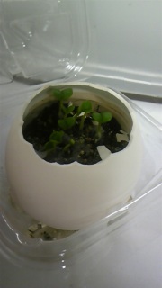 �肪�o���I