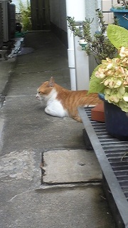 ����́A�܂��c