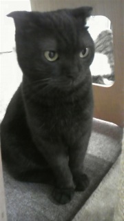 �ԐڏƖ��ؑ֒��O