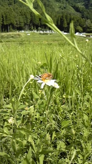 �p���O���C�_�[�I