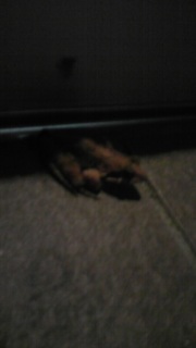 �܂����₩���邿���