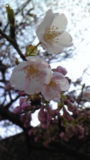 ���Z���̍⓹��