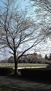 �������̉Ԍ�