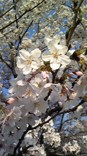 �ڎʃ��[�h��